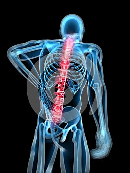 Highlighted spine