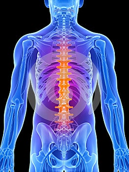 Highlighted spine