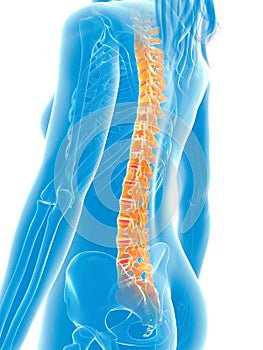 Highlighted spine