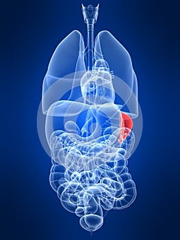 Highlighted spleen