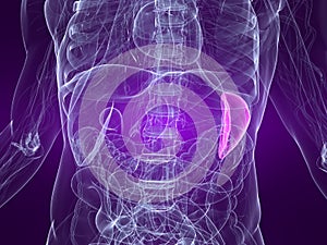 Highlighted spleen