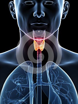 Resaltado glándula tiroides cáncer 