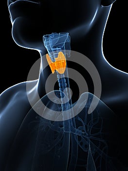 Highlighted thyroid gland