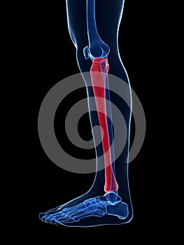 Highlighted tibia photo