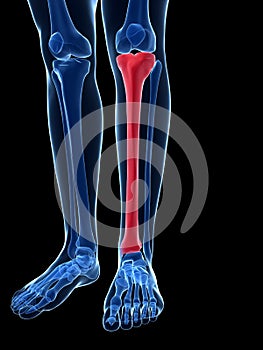 Highlighted tibia photo