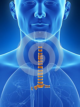 Highlighted tracheal rings