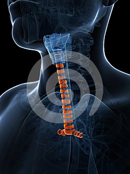 Highlighted tracheal rings