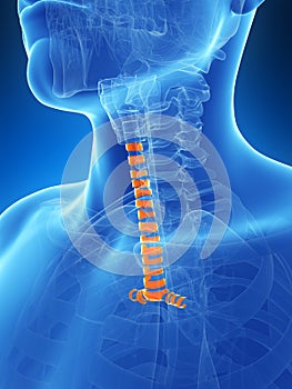 Highlighted tracheal rings