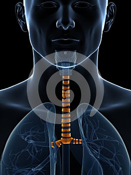 Highlighted tracheal rings