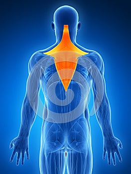 Highlighted trapezius