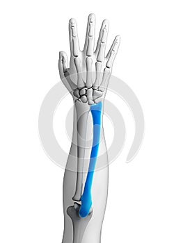 Highlighted ulna