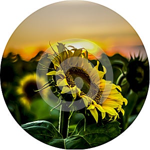 Highlights icons for design of social networks sunflowers at sunset, beautiful sunsets for history. Instagram story cover