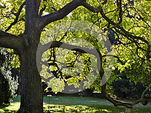 Highlights of an old tree.