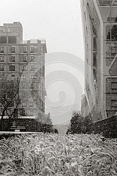 The Highline in snowstorm. Black & White. New York photo