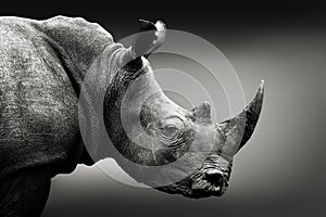 Rhino / Rhinoceros portrait close-up in black and white photo