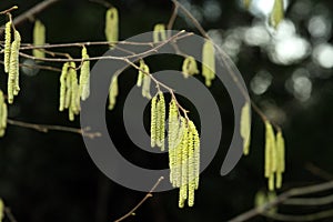 Highly allergenic Hazel flowers