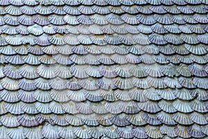 Background of scallop shells photo