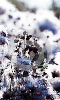 Highly detailed close up of dry perennial sow thistle flowers. Beautiful forest Sonchus arvensis fluffy flowerheads.