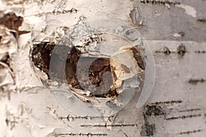 Highly detailed closeup of the peeling and curling bark on a white birch tree trunk