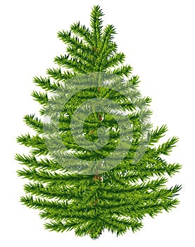 Highly detailed fir tree.