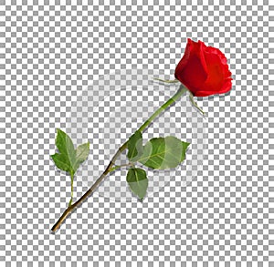 Highly detailed flower of red rose isolated on transparent