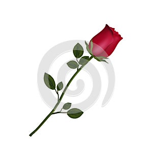 Highly detailed flower of red rose isolated on white background