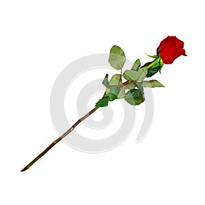 Highly Detailed Flower of Red Rose on Long Stem