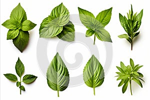 Highly detailed fresh green basil leaves grown in a herb garden, isolated on white background