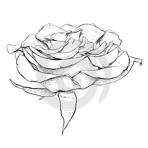 Highly detailed hand drawn rose