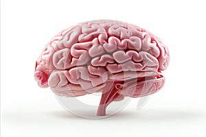 Highly detailed and lifelike illustration of a human brain, isolated on a clean white background