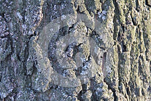 Highly detailed old oak tree bark texture, green moss. Nature`s background