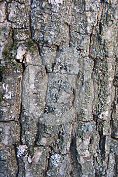 Highly detailed old oak tree bark texture, green moss. Nature`s background