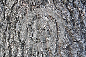 Highly detailed old oak tree bark texture, nature`s background macro photo with bokeh