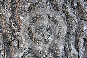 Highly detailed old oak tree bark texture, nature`s background macro photo with bokeh