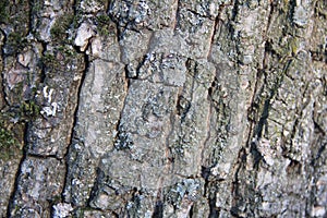 Highly detailed old oak tree bark texture, nature`s background macro photo with bokeh