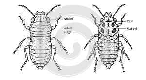 Entomological drawing of two segmented insect forms
