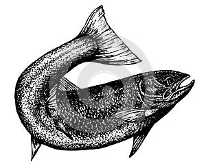 Highly detailed sketch of a salmon