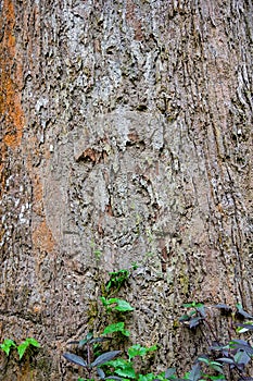 Highly detailed tree bark texture.