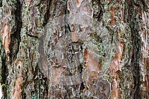 Highly detailed tree bark texture, background nature