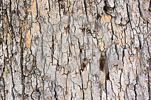 Highly detailed tree bark texture
