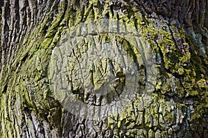 Highly detailed tree bark texture. Oak.
