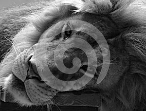 Highly distinctive, the male lion is easily recognized by its mane,