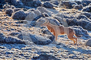 Highly endangered ethiopian wolf, canis simensis. Wildlife. photo