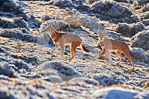 Highly endangered ethiopian wolf, canis simensis. Wildlife. photo