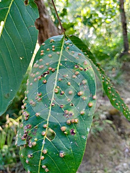 A highly infected leaf with Aceria erinea causing brown bubbles. Aceria erinea is a species of mite which causes galls on the