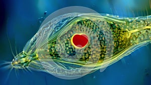 A highly magnified image of a euglena a flagellated protozoan with a prominent red eyespot and a long whiplike tail for