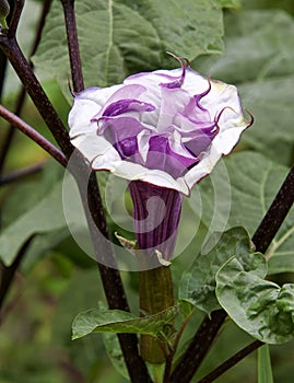 Gorgeous Purple And White Swirl Datura Flower