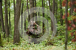 A highly skilled elite sniper, camouflaged in the dense forest, stealthily maneuvers through dangerous woodland terrain