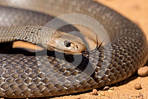 Eastern Brown Snake