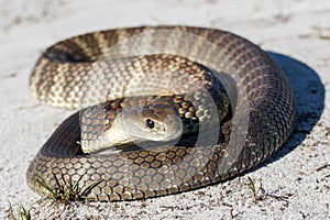 Eastern Tiger Snake